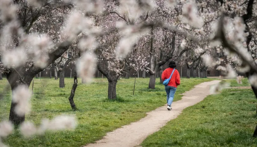 Persona camina por un sendero entre almendros en flor, disfrutando del polen en España.