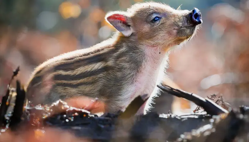 Un adorable marcassin rayé, prêt à adopter, lève son museau vers le ciel.