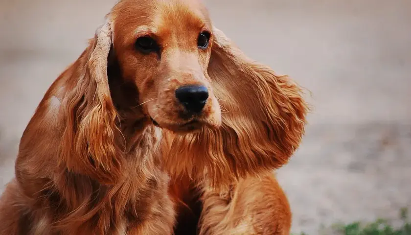 Uroczy cocker spaniel o rudym futrze, z długimi, falującymi uszami, patrzy z zaciekawieniem.