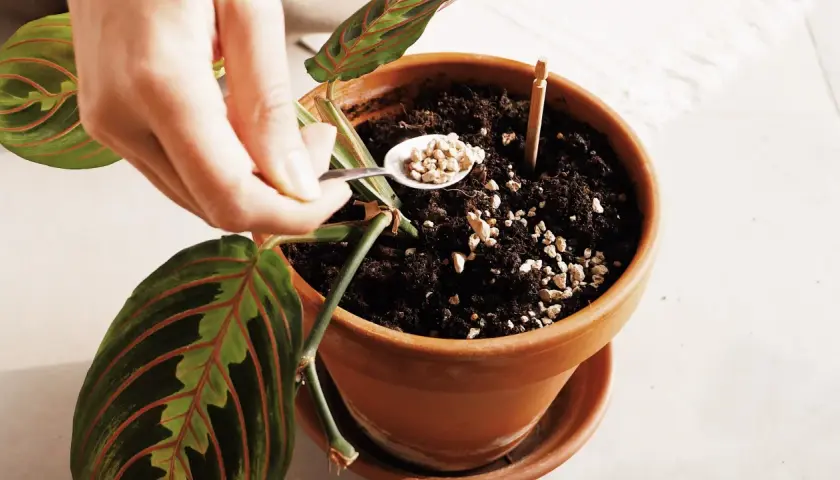 Mano aggiunge perlite al terriccio di una pianta, sperando di scoraggiare le larve dei moscerini.
