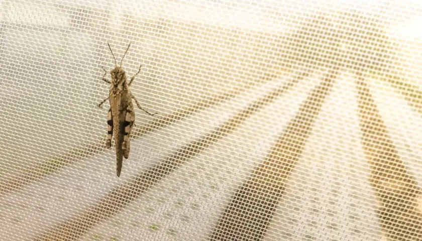 Locusta mimetica su zanzariera, un esempio di nuovi insetti arrivati in Italia.
