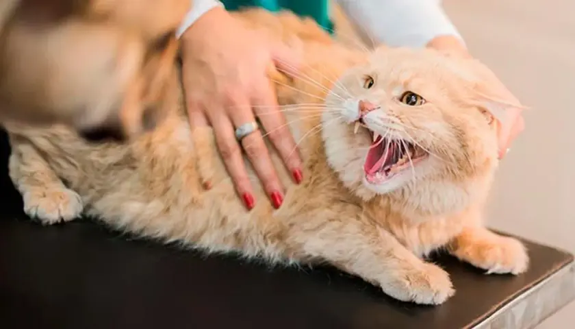 Gato naranja con la boca abierta y dientes afilados, mostrando signos de rabia en gatos. Una mano acaricia su lomo.