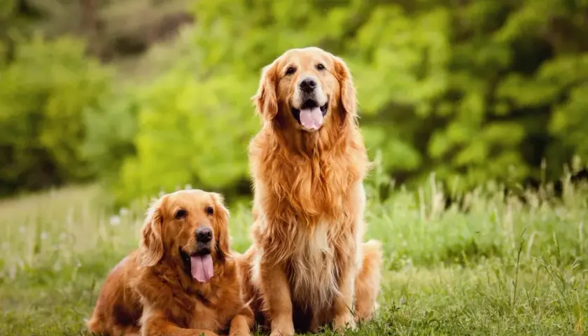 Golden Retriever: Koszt zakupu i utrzymania. Ile naprawdę kosztuje pies?