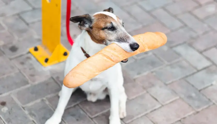 Piesek z bagietką w pysku. Czy pies może jeść chleb? Ten psiak chyba bardzo chce się przekonać!