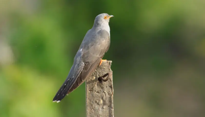 Grauer Vogel mit orangefarbenen Füßen sitzt auf einem Pfosten. Man hört seinen kuckuck ruf.