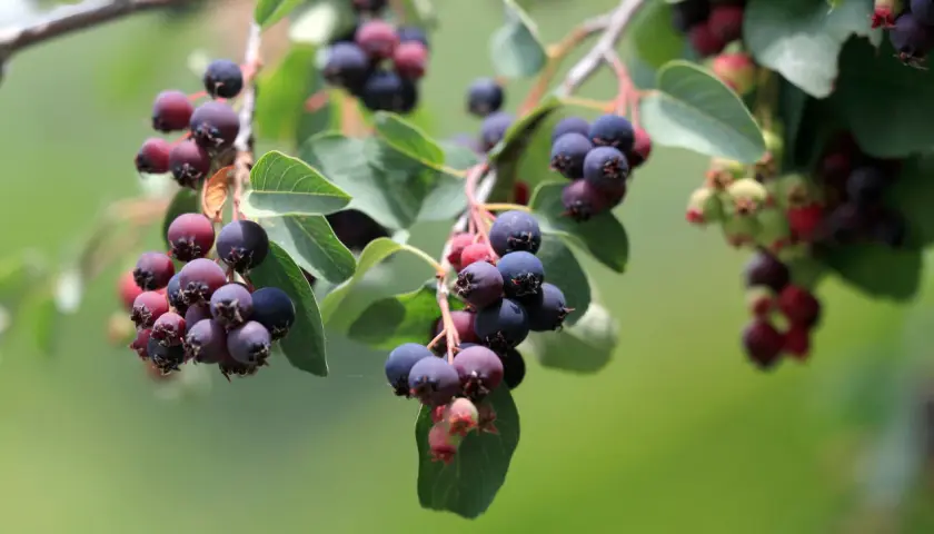 Reife Felsenbirnen hängen an Zweigen. Die Beeren sind dunkelblau bis violett und bereit zur Ernte, was eine gute Grundlage für die Felsenbirne vermehren bietet.
