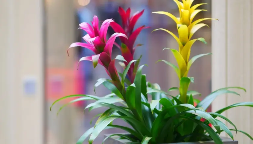 Guzmania in vaso con fiori rosa, rossi e gialli. La cura di queste piante è semplice, amano luce indiretta e annaffiature moderate.