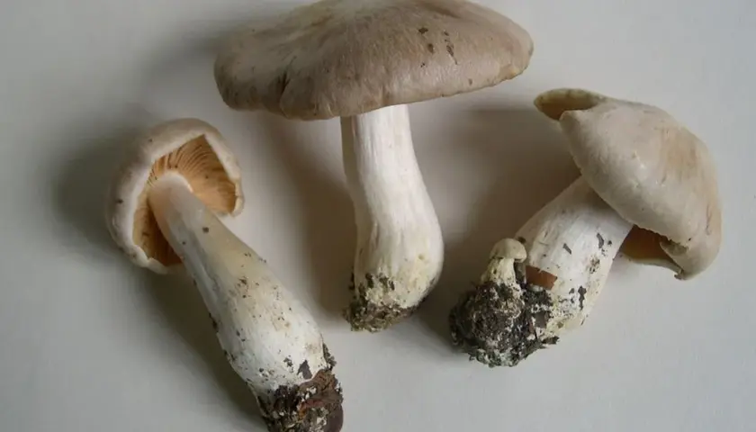 Gęśnica wiosenna: co to za gatunek?
