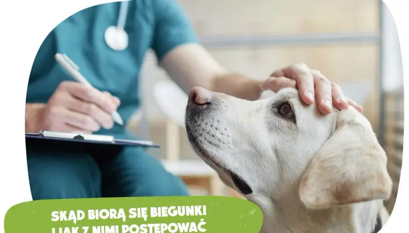 Pies ma biegunkę? Sprawdź, jak pomóc i kiedy iść do weterynarza
