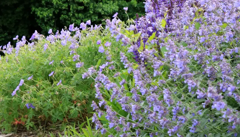 Un parterre de fleurs bleues et violettes, avec un magnifique **géranium vivace** au premier plan, sous un feuillage vert dense.