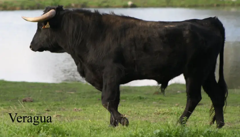 Toro negro de lidia, raza Veragua, con cuernos dorados y etiqueta en la oreja, pastando cerca de un lago. Atanasio Fernández, un nombre que evoca fuerza.