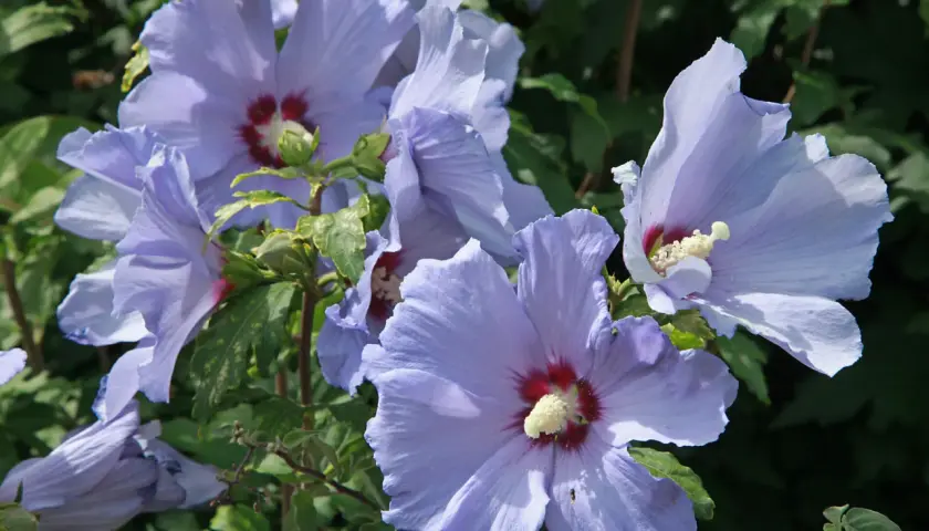 Czy hibiskus zimuje w ogrodzie - skuteczne sposoby na zabezpieczenie rośliny