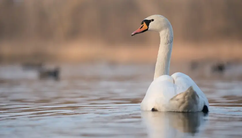 Piękny łabędź na spokojnej wodzie. Czy to znak, że łabędzie odlatują na zimę?