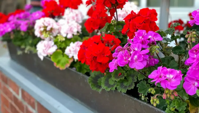Kwiaty w skrzynce: czerwone, różowe i fioletowe pelargonie. Czy pelargonie można podlewać drożdżami?
