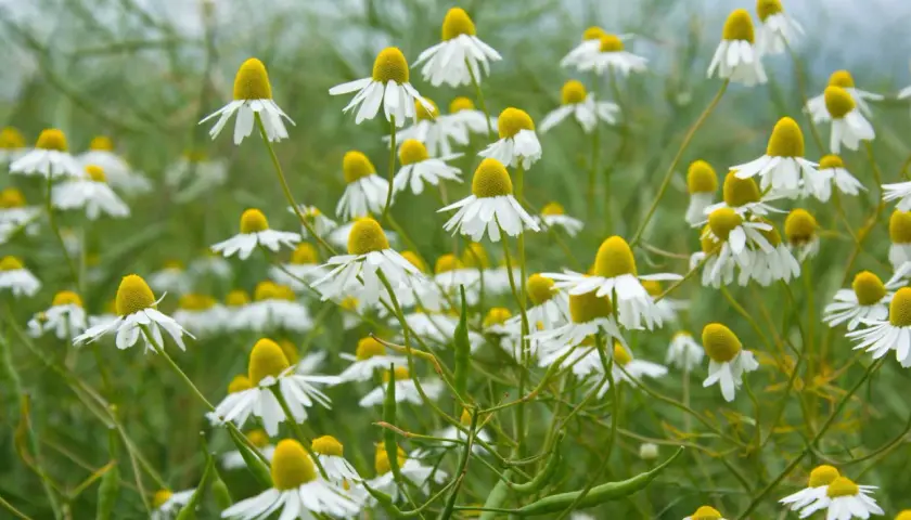 Ein Feld voller Kamillenblüten, bereit zur Ernte. Die weißen Blütenblätter und gelben Köpfe sind im Fokus, während der Hintergrund verschwommen ist.