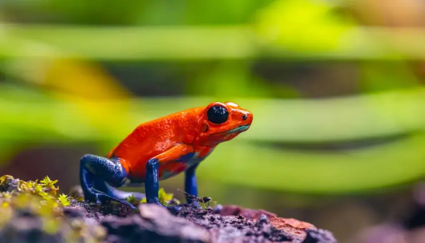 En lysande orange pilgiftsgroda med blå ben sitter på en mossig sten. Ett litet giftigt groddjur som varnar med sina starka färger.