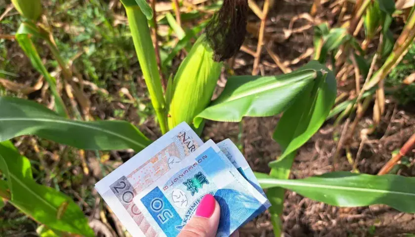 Ręka trzyma banknoty 20 i 50 zł na tle łanu kukurydzy. Czy staż jest płatny? Tak, jeśli jest w polu kukurydzy!