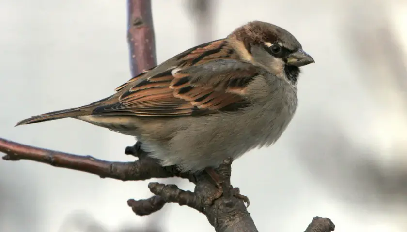 Ein Spatz sitzt auf einem Ast. Wie lange lebt ein Spatz? Diese Frage beschäftigt viele Naturfreunde.