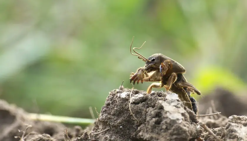 Un insetto con zampe anteriori simili a pale, forse una larva di grillotalpa, emerge dal terreno.