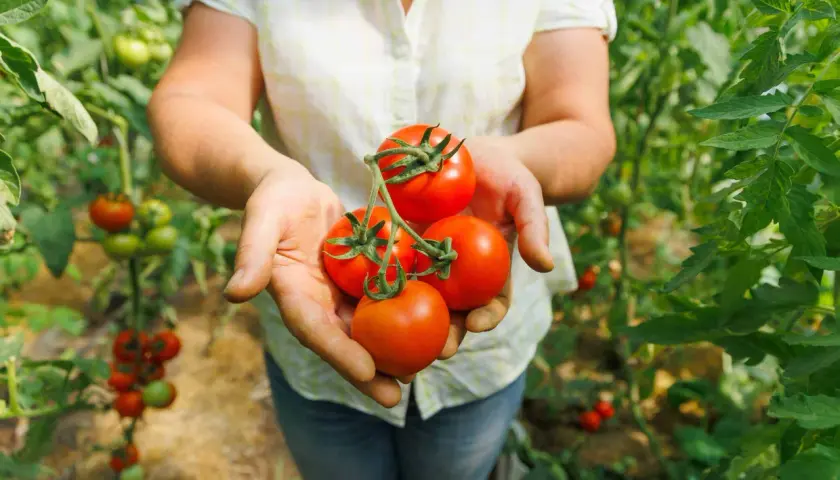 Mains tenant des tomates rouges mûres, avec des plants de tomates et un paillage visible en arrière-plan.