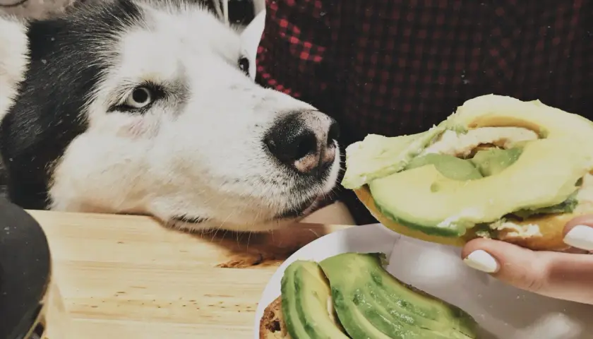 Siberian Husky z zaciekawieniem patrzy na kanapkę z awokado. Czy pies może awokado? To pytanie nurtuje wielu właścicieli czworonogów.