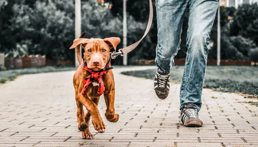 Kiedy po szczepieniu na spacer z psem? Bezpieczne terminy i porady