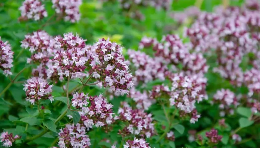 Kwitnące oregano, z drobnymi, różowo-fioletowymi kwiatami zebranymi w gęste baldachy, na tle zielonych liści. Tak wygląda oregano w pełni lata.