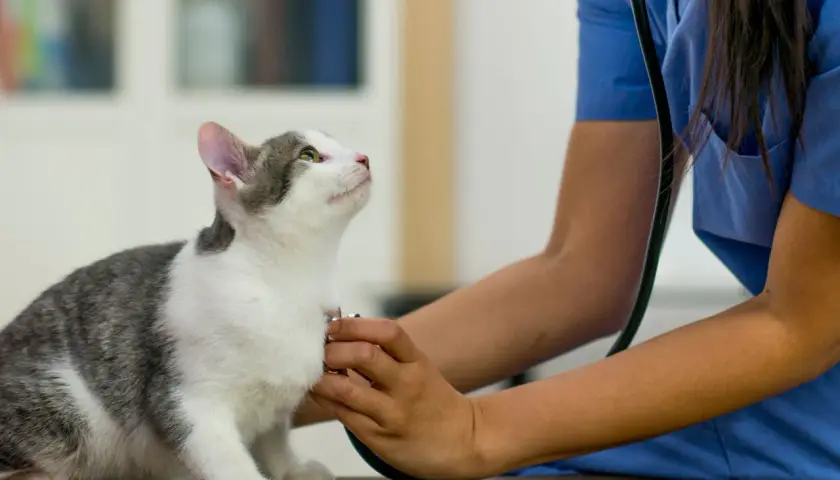 A vet checks a cat's heart, observing its calm male cat behavior after neutering.