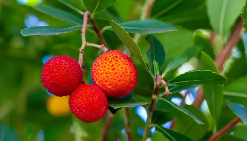 Trois fruits rouges et texturés d'arbousier, un arbousier fruit comestible, pendent sur une branche feuillue.