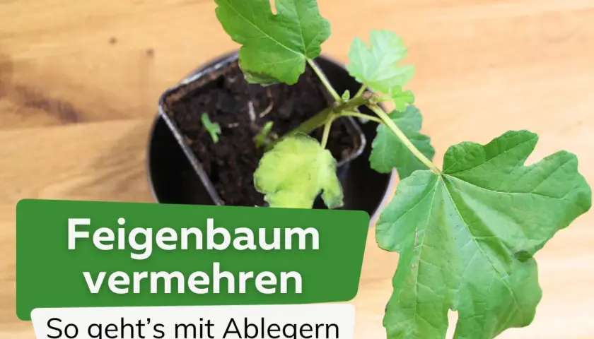 Ein junger Feigenbaum im Topf, bereit, um Feigen zu vermehren. So geht's mit Ablegern.