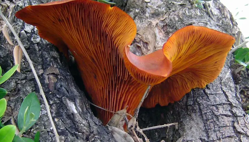 Funghi arancioni spuntano dal tronco di un ulivo, mostrando le loro lamelle vibranti.