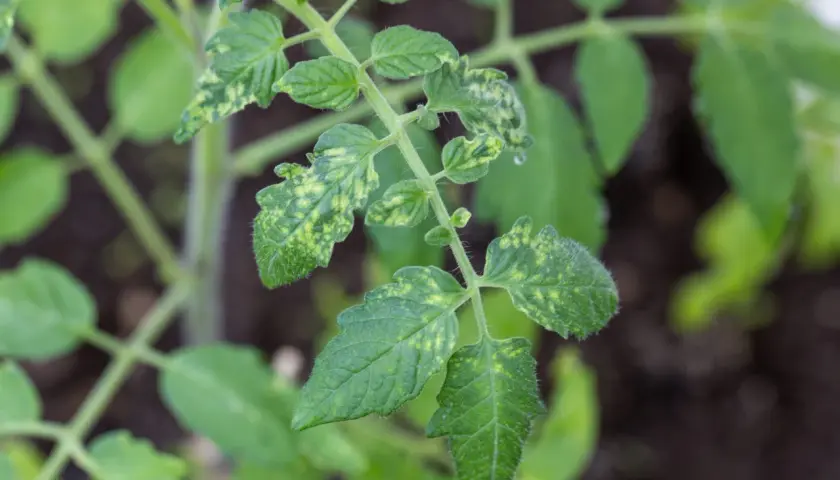 Jeune plant de tomates aux feuilles vertes marbrées de taches jaunes, comme si elles étaient saupoudrées de poussière blanche.