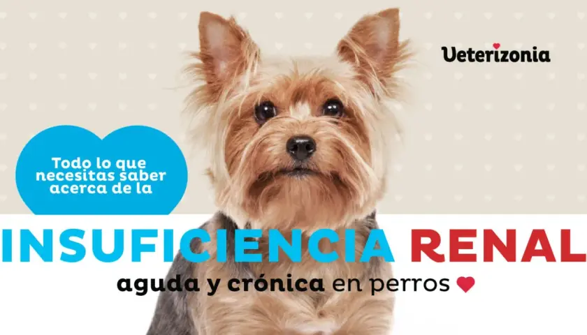 Un Yorkshire Terrier mira preocupado. El texto indica "Insuficiencia Renal aguda y crónica en perros". Si tu perro tiene insuficiencia renal y no quiere comer, busca ayuda.