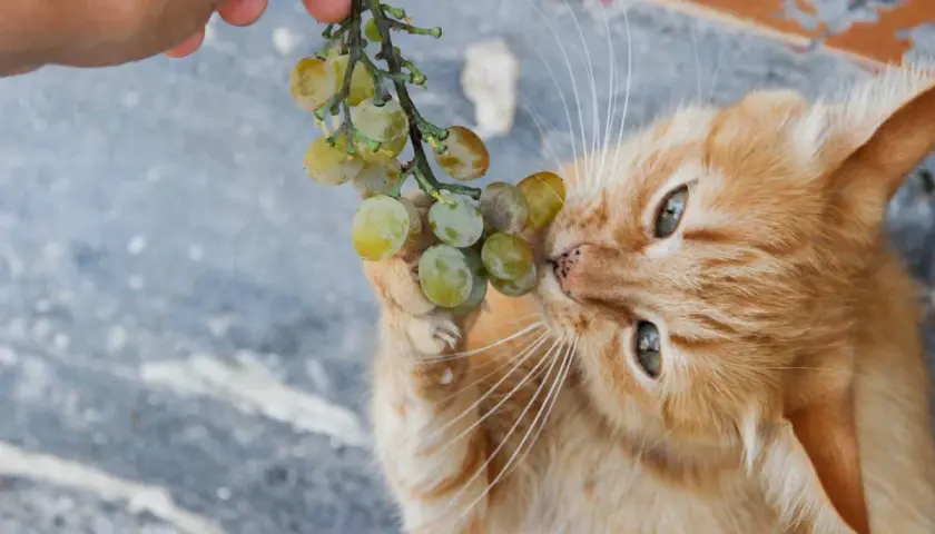 An orange cat curiously nibbles on a bunch of green grapes held by a hand. This image raises the question: can cats eat grapes?