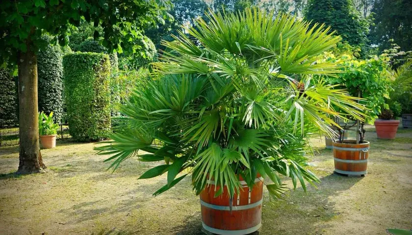 Palmera frondosa en maceta de barril, un ejemplo de tipos de palmeras de exterior que embellecen jardines con su exuberante verdor.