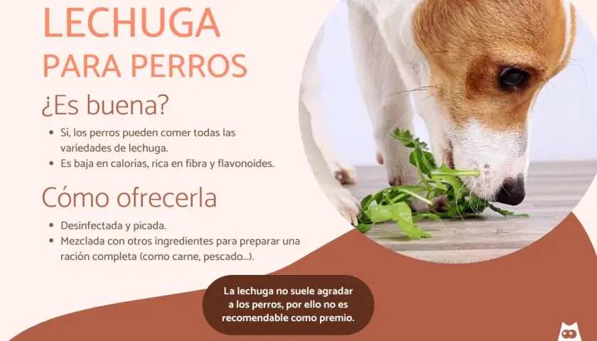 Un perro come lechuga, demostrando que los perros pueden comer lechuga. Es baja en calorías y rica en fibra.