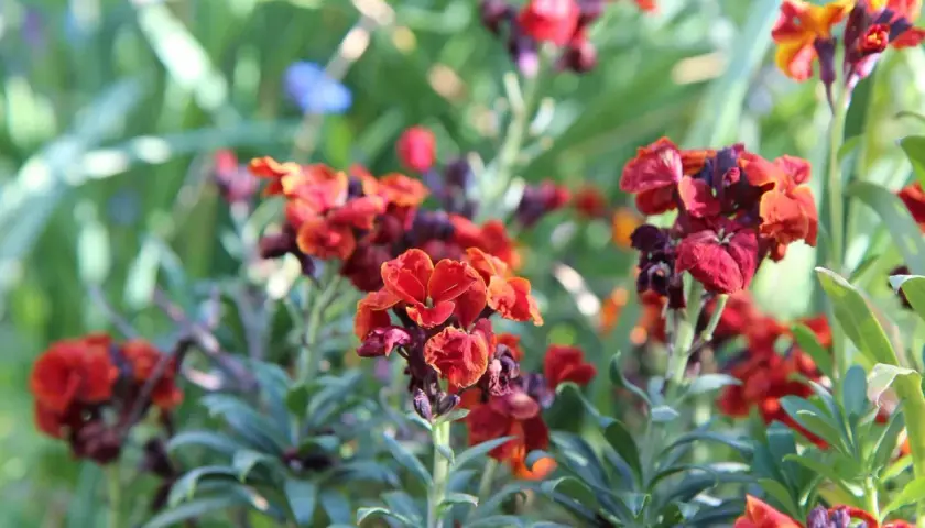 Giroflée des murailles aux teintes orangées et pourpres, épanouie dans un jardin verdoyant.