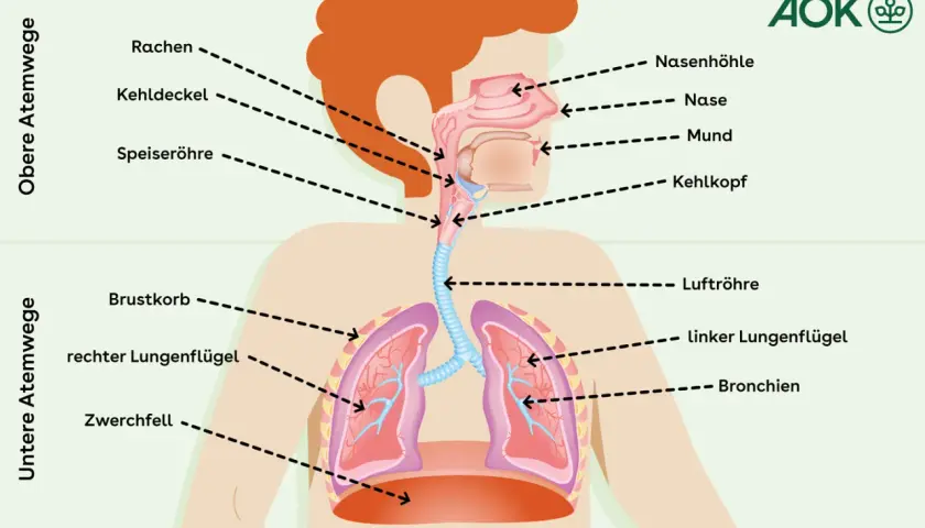 Schema der oberen und unteren Atemwege. Hilfreiche Hausmittel können die Atemwege befeuchten.