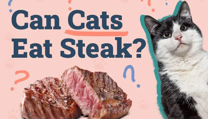 A black and white cat looks curiously at a juicy steak, with the question "Can Cats Eat Steak?" prominently displayed.
