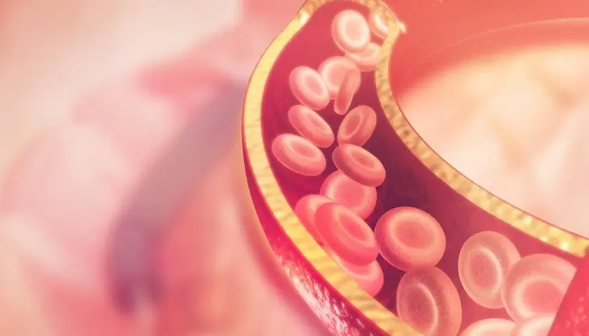 Przekrój naczynia krwionośnego z czerwonymi krwinkami. Wysoki poziom lipoproteiny a może wpływać na zdrowie serca.