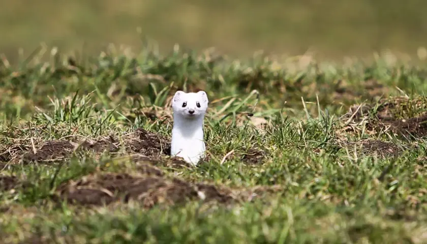 Ein neugieriges weißes Wiesel-Tier lugt aus seinem Bau im Gras hervor.