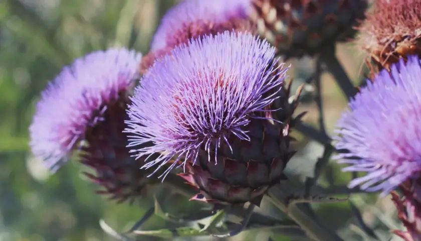 Fiori viola di cardo mariano, noti per le loro proprietà benefiche per il fegato.