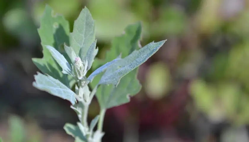 Un giovane germoglio di farinello comune, con foglie leggermente polverose e un piccolo bocciolo rosa, si erge su uno sfondo sfocato di verde e rosso.