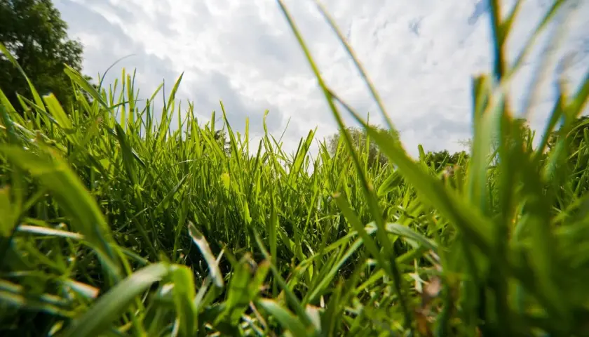 Hohes, grünes Gras im Vordergrund, der Himmel mit Wolken darüber. Hier wird **no mow may** gefeiert, die Natur darf wachsen.
