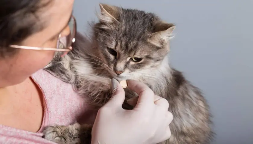 Eine Person gibt einer grauen Katze eine Tablette. Dies ist Teil der regelmäßigen Pflege, um Katzen entwurmen zu lassen und sie gesund zu halten.
