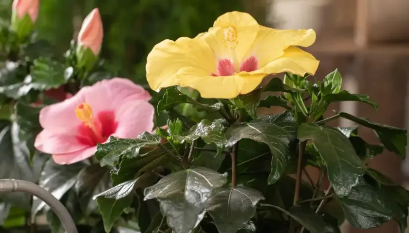 Zwei Hibiskusblüten, eine gelbe und eine rosa, blühen üppig. Knospen sind sichtbar. Gute hibiskus pflege sorgt für diese Pracht.