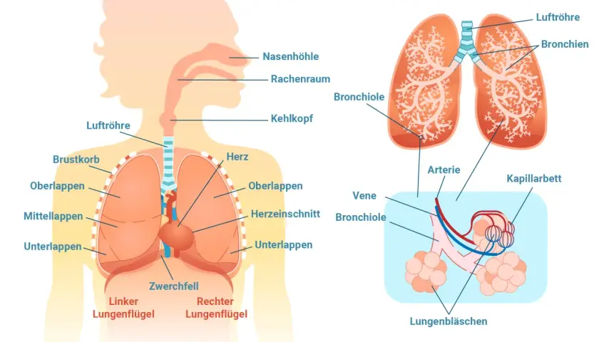 Anatomie der Lunge: Luftröhre, Bronchien, Lungenbläschen und Zwerchfell. Wichtige Strukturen für die Atemfrequenz im Schlaf.