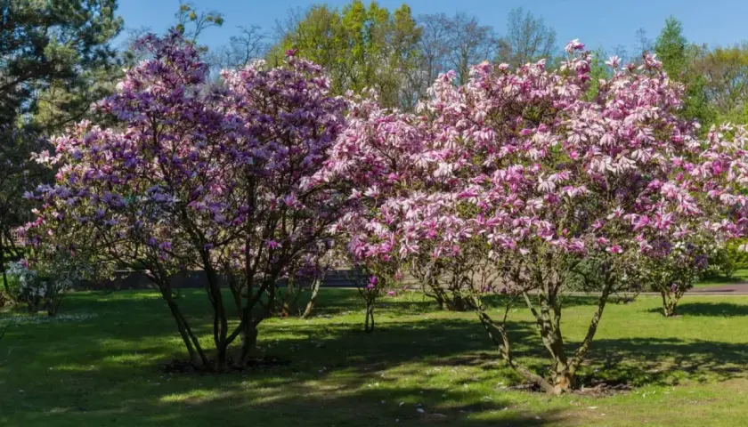 Dwie kwitnące magnolie w pełnym rozkwicie, z różowymi kwiatami. Wiosna pokazuje, jak szybko rośnie magnolia.