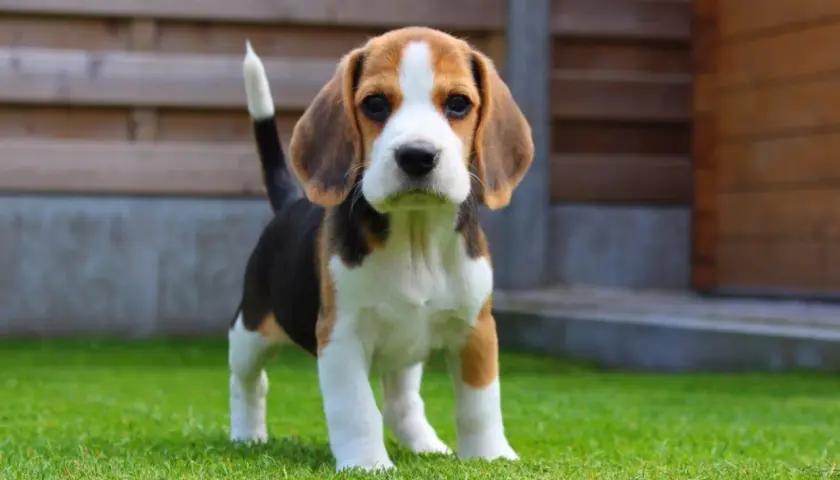 Uroczy szczeniak beagle, idealny towarzysz dla dziecka. Małe rasy najłagodniejsze psy dla dziecka, które pokochają zabawę.