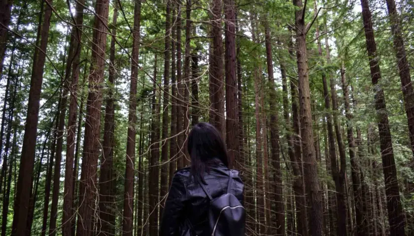 Una persona con mochila negra se adentra en un majestuoso bosque de secuoyas, rodeada de altos y esbeltos troncos.